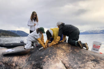 Johanna Vollenweider/NOAA A team of marine mammal experts perform a necropsy on a male sperm whale.