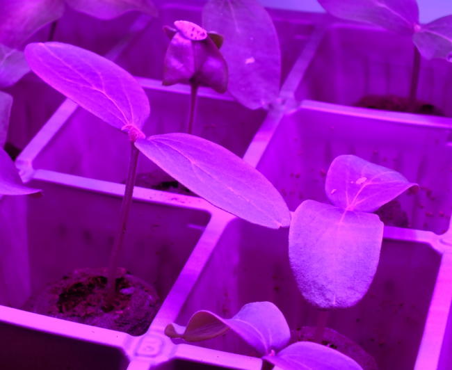 Cucumber and pumpkin seed starts as seen under a LED grow light.