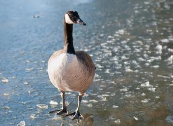 A Canada goose stands on a frozen lake.