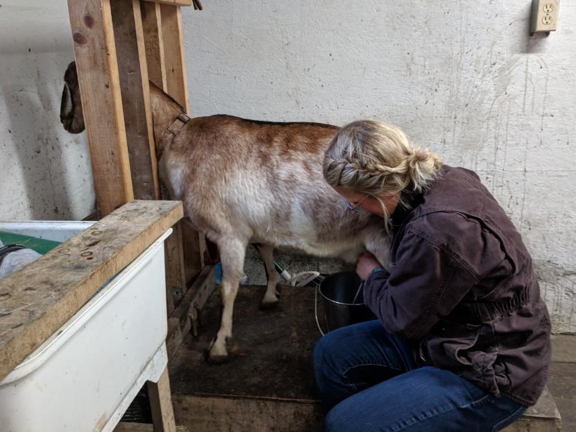 Kelli Foreman milks a Heritage Farms mother goat by hand.