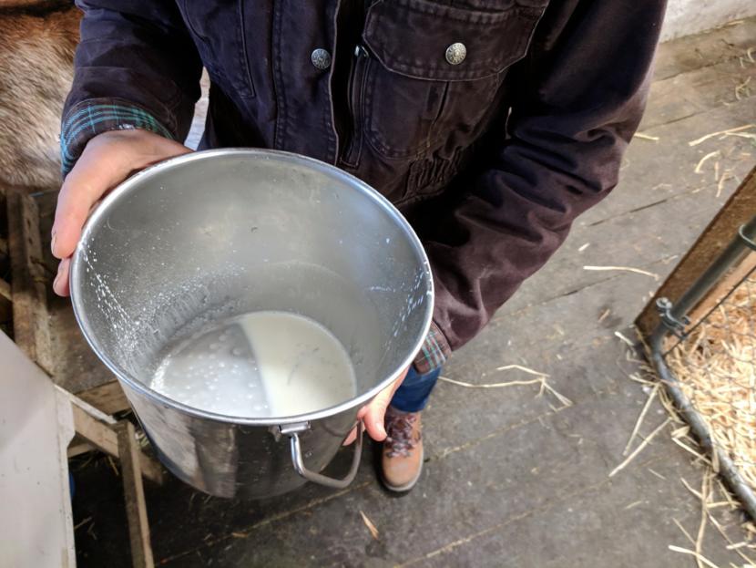Kelli Foreman, Assistant Executive Director of Kodiak Baptist Mission, holds up a pail of fresh goat milk at the mission’s Heritage Farms in April 2019.
