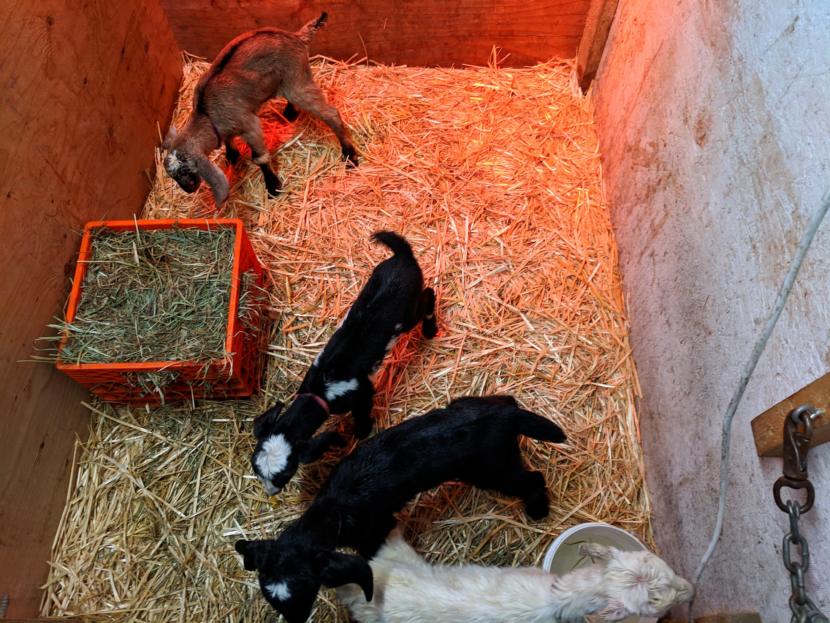 Four baby goats mill about in a pen at Kodiak Baptist Mission’s Heritage Farms.
