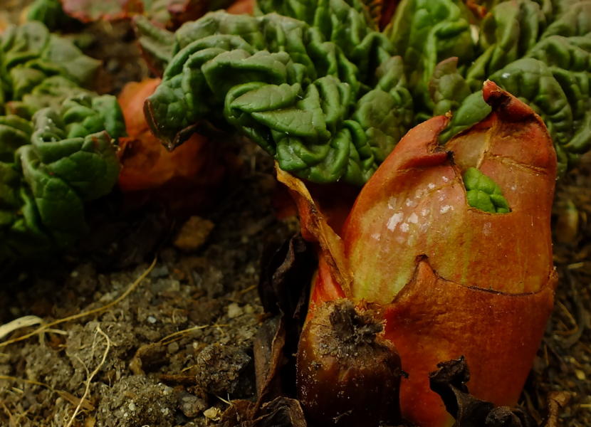 Close up view of rhubarb sprouting in KTOO's Agricultural Test Station and Garden of Science! in April 2019.