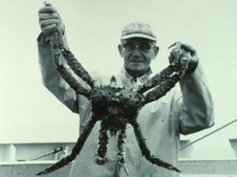 King crab caught on the NOAA ship Miller Freeman in 1967.