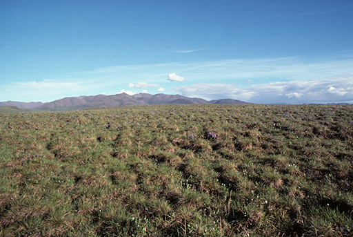 Tussock tundra on Arctic National Wildlife Refuge coastal plain.