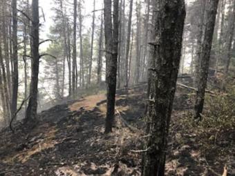 A section of forest is charred by wildfire.