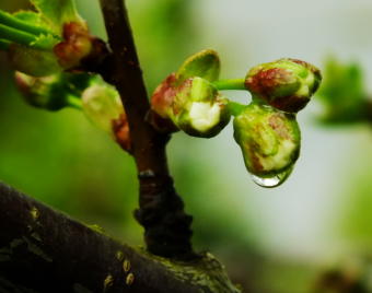 Close up of Telephone Hill cherry buds as they prepare to blossom at KTOO's Agricultural Test Station and Garden of Science! (Photo by Matt Miller/KTOO)