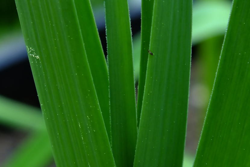 Super close-up view of pollen and a very small, winged visitor which have landed on garlic planted in a North Douglas garden. (Photo by Matt Miller/KTOO)