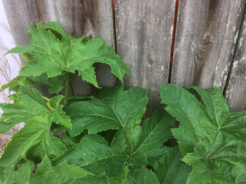 This cow parsnip plant in the KTOO Agricultural Test Station and Garden of Science! has not yet produced the distinctive white umbrella of flowers. (Photo by Matt Miller/KTOO)