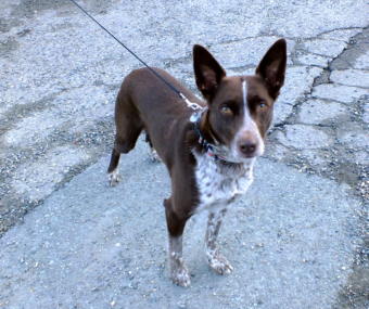 My rescuer! Bizzy, the 5 year old McNab California ranch dog who found me inside a vacant building, poses for a picture outside. (Photo by Matt Miller/KTOO)