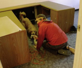 “Good girl! Yahoo!” SEADOGS’ Geoff Larson takes off his sock so that Tango, a 4 year old Golden Retriever, can play after finding a volunteer who was hiding under a desk in a vacant building. (Photo by Matt Miller/KTOO)