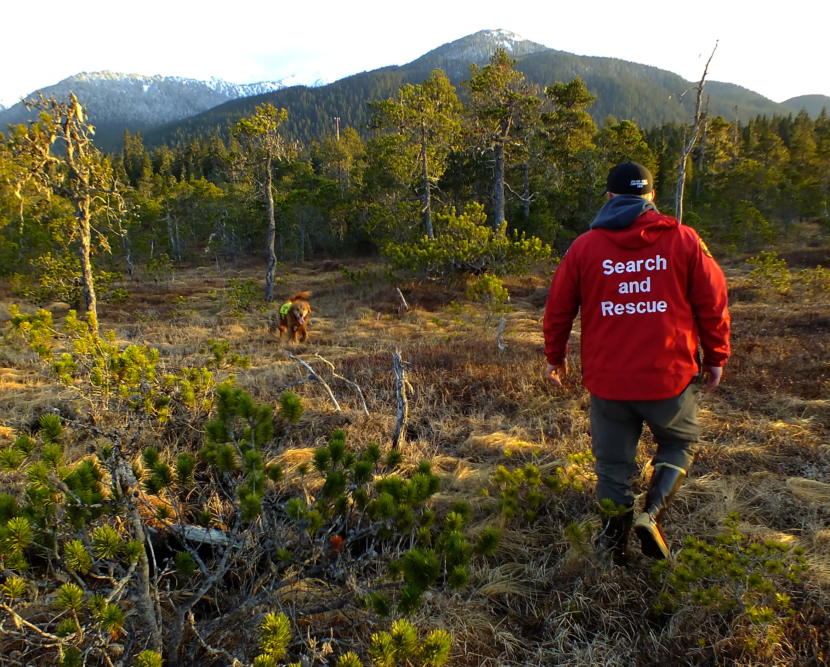 Brew, a 9 year old Golden Retriever, returns to SEADOGS’ Mark Sanders to let him know that he’s found where the scent of a missing person (actually a training volunteer) had veered off into the muskeg. (Photo by Matt Miller/KTOO)