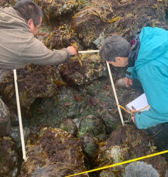 University of Alaska Fairbanks Ecologist Brenda Konar and National Oceanic and Atmospheric Administration Oceanographer Dominic Hondolero survey for sea stars in Kachemak Bay.