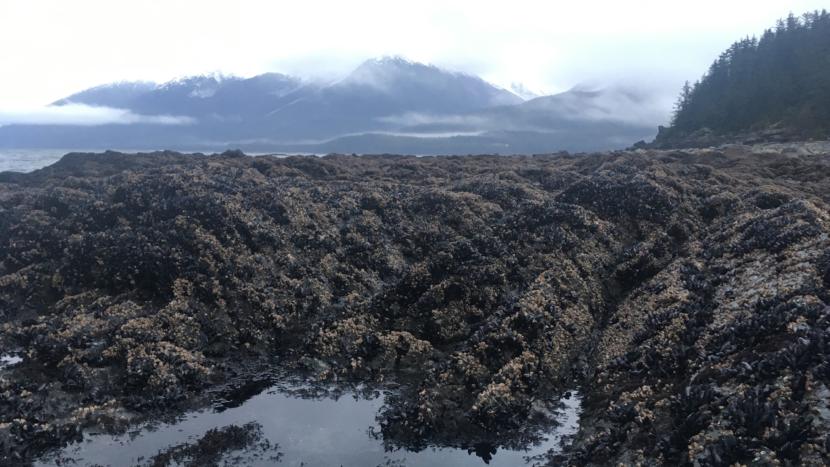 A low tide leaves shellfish exposed on a beach near Juneau. Nov. 17, 2018.