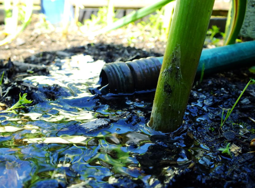 Thirsty garlic in a North Douglas garden get a much-needed drink.