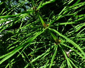 Close up view of horsetail which has invaded a North Douglas yard.