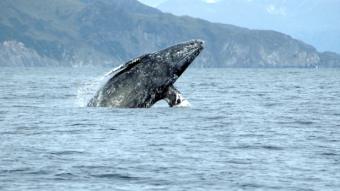 A gray whale breaches the surface.