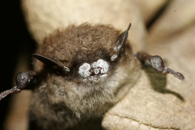 A small bat is pictured with White-nose syndrome.