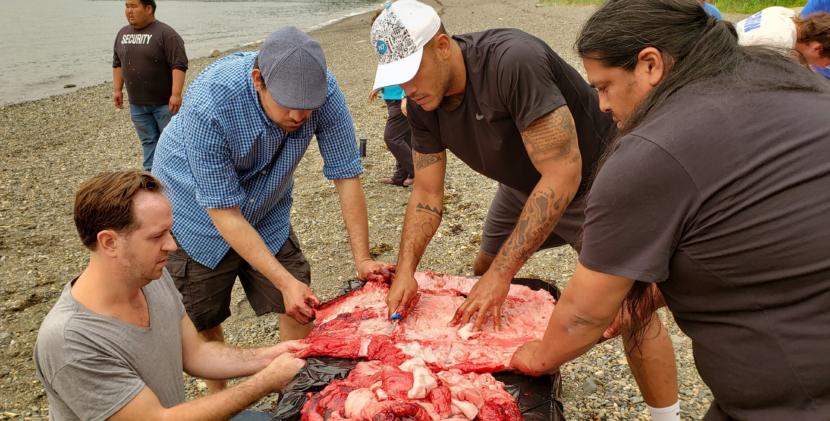Men work together to process a harbor seal at the Auke Village Recreation Area in Juneau on June 30, 2019. Seal harvests are common across many Alaska Native groups.