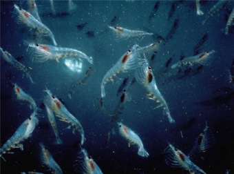 A swarm of krill.