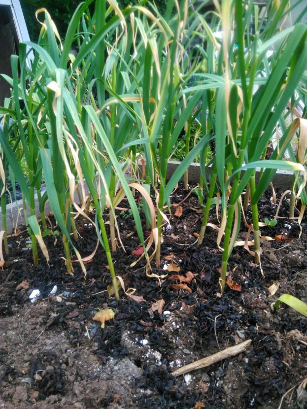 Asian tempest garlic ready to harvest now or within one week depending on rainfall.