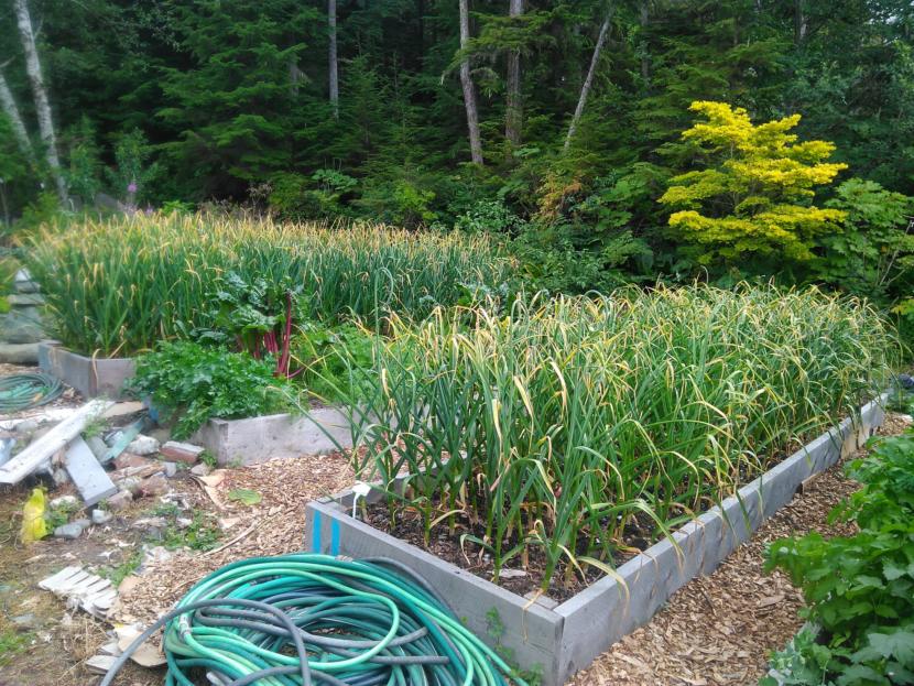 Hundreds of garlic plants waiting to be harvested.