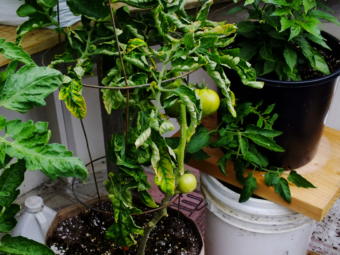In this picture taken in early June 2019, tomatoes, peppers, and other vegetables thrive in the scratch-built geodesic greenhouse that Tom Lafollette made at the Annex Creek Hydroelectric Facility in Taku Inlet.