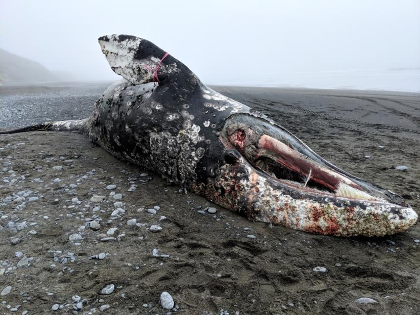 This stranded gray whale was discovered on Surfers Beach the first week of July.
