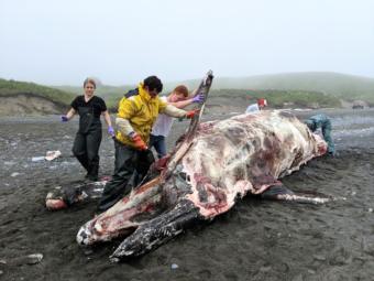 Volunteers carve blubber off a dead gray whale on Surfers Beach in July.