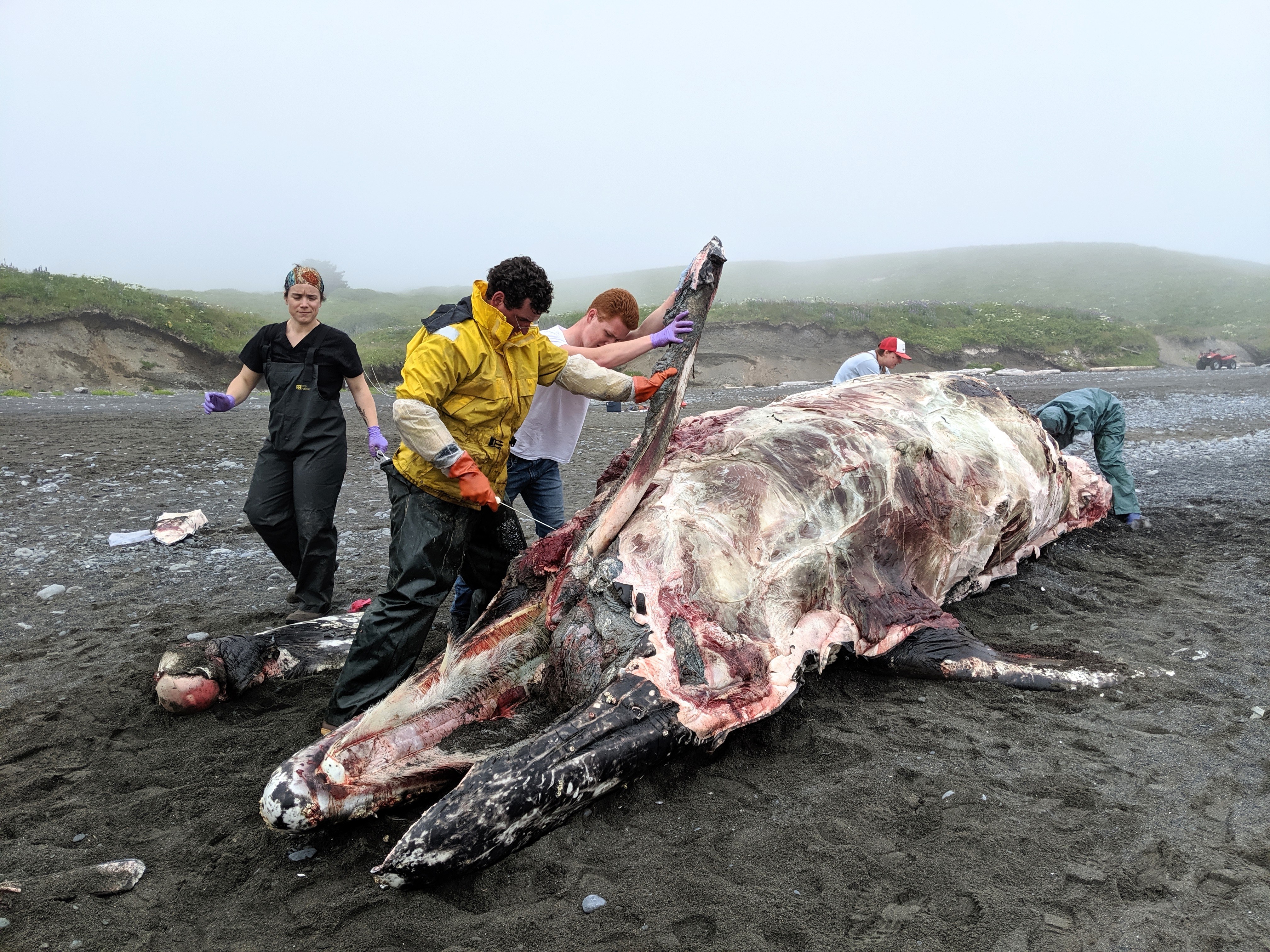 Parasite Reminds Hunters, Alaska Department of Fish and Game