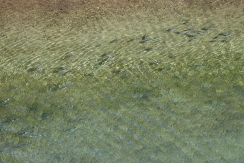 Salmon in the Nushagak District's Wood River in June 2019. (Photo by Isabelle Ross/KDLG)