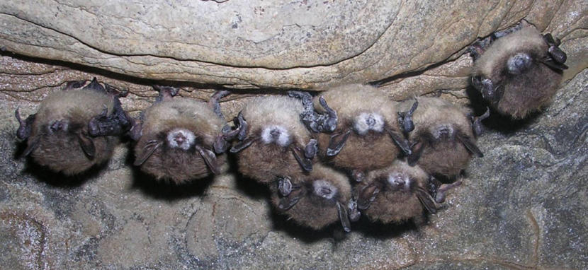 A cluster of little brown bats exhibiting the symptoms of white-nose syndrome.