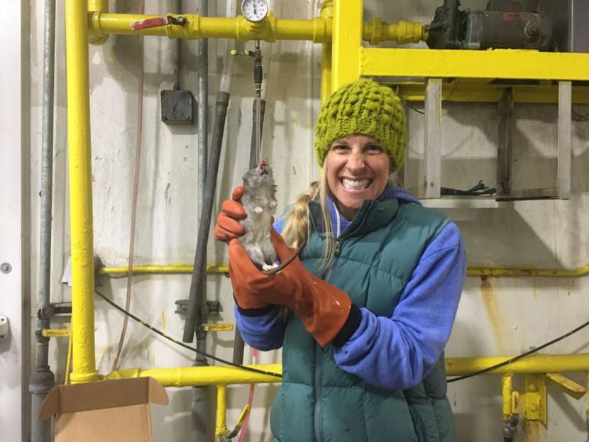 Lauren Divine of the Ecosystem Conservation Office of Aleut Community of St. Paul holds a dead rat found on St. Paul Island after an intensive 10-month search.