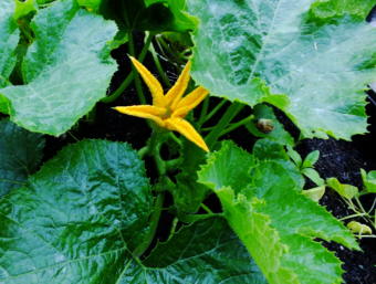 A sugar pie pumpkin flower opens in the early morning sunlight in a North Douglas garden. Visible just to the immediate right is a previously bloomed flower that has fallen onto a leaf and began developing mold. At the far right is a cucumber plant that needs support up off the soil's surface.