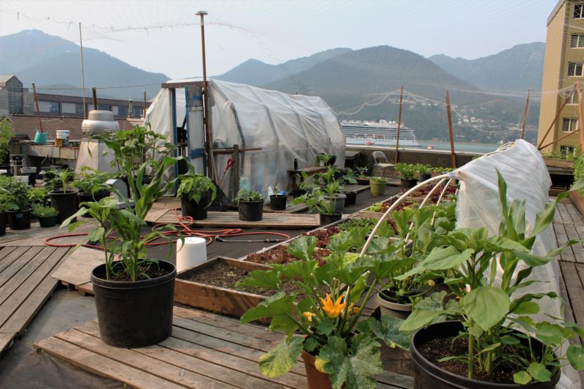 The Glory Hall's rooftop garden provides fresh produce for meals provided to homeless individuals. (Photo by Adelyn Baxter/KTOO)