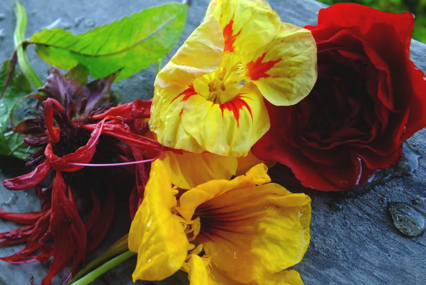 Beebom, nasturtium, and begonia flowers ready for eating.