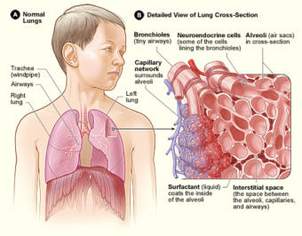 lungs illustration