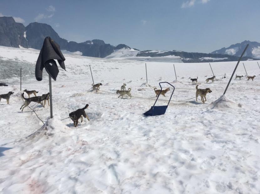 Heatwave shuts down dog sled tours early on a glacier near Skagway