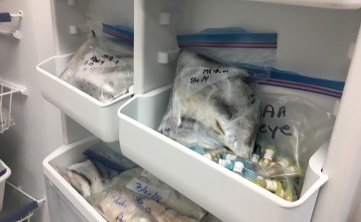 Frozen fish samples at NOAA's Ted Stevens Marine Research Institute, photographed on Aug. 1, 2019. (Photo by Zoe Grueskin/KTOO)