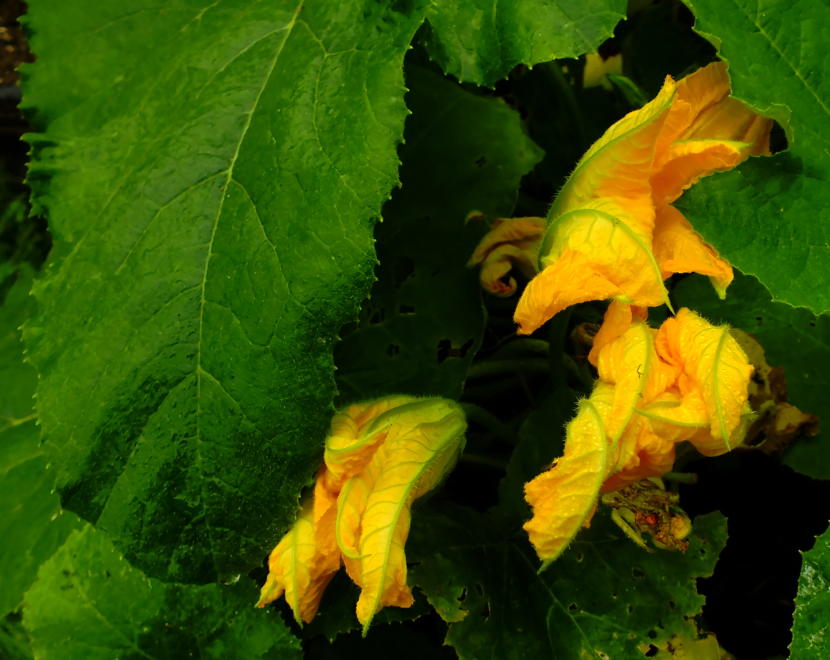 Sugar pie pumpkin flowers close up at the first drops of rain on August 15, 2019.