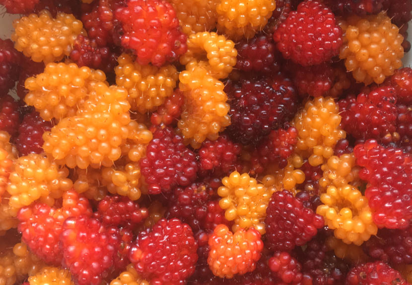 These salmonberries recently picked from North Douglas may be enough for a few pies or a homebrew.