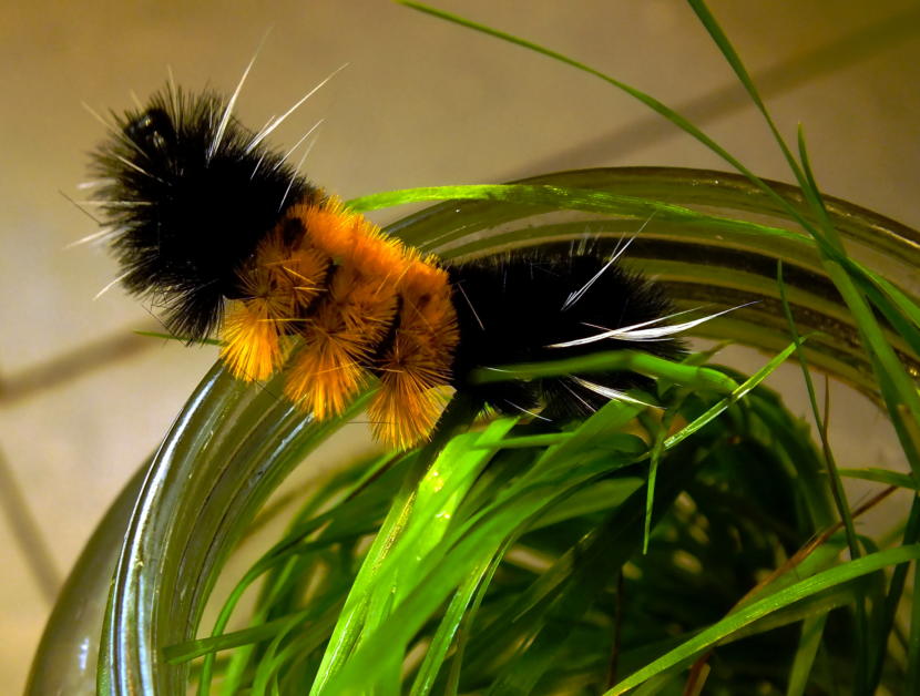 Woolly bear caterpillar tries to escape its glass prison located in a North Douglas kitchen in August 2019. (Photo by Matt Miller/KTOO)