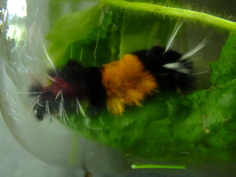 Captured! A woolly bear caterpillar with those irritating white hairs crawls inside a jar shortly before it starts cocooning for the winter.