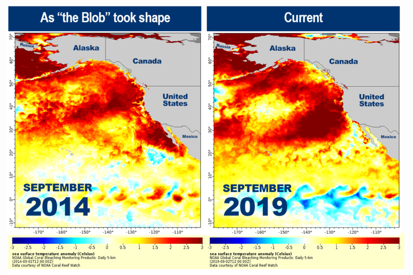 NOAA maps illustrate the similarities between the 2014 “Blob” and the 2019 heat wave event in ocean temperatures (Map courtesy NOAA).