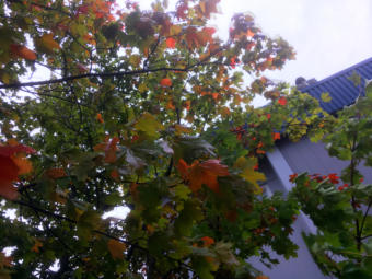 Leaves begin to turn on a Norway maple outside KTOO studios in September 2019. (Photo by Matt Miller/KTOO)