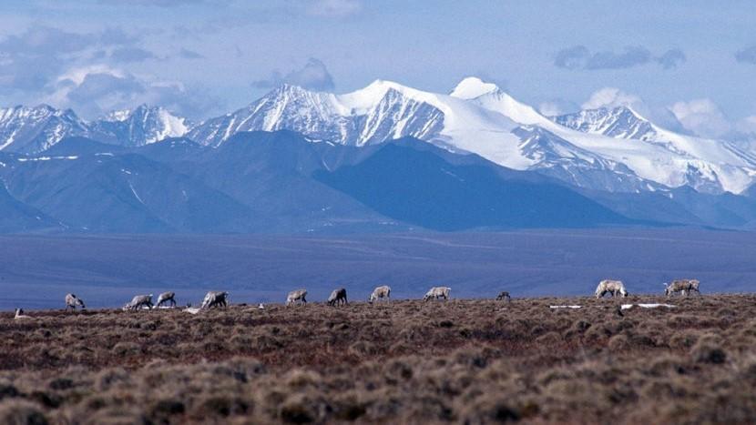 Caribou graze on the coastal plain of the Arctic National Wildlife Refuge, with the Brooks Range as a backdrop in October 2010. (Public domain photo by U.S. Fish and Wildlife Service)