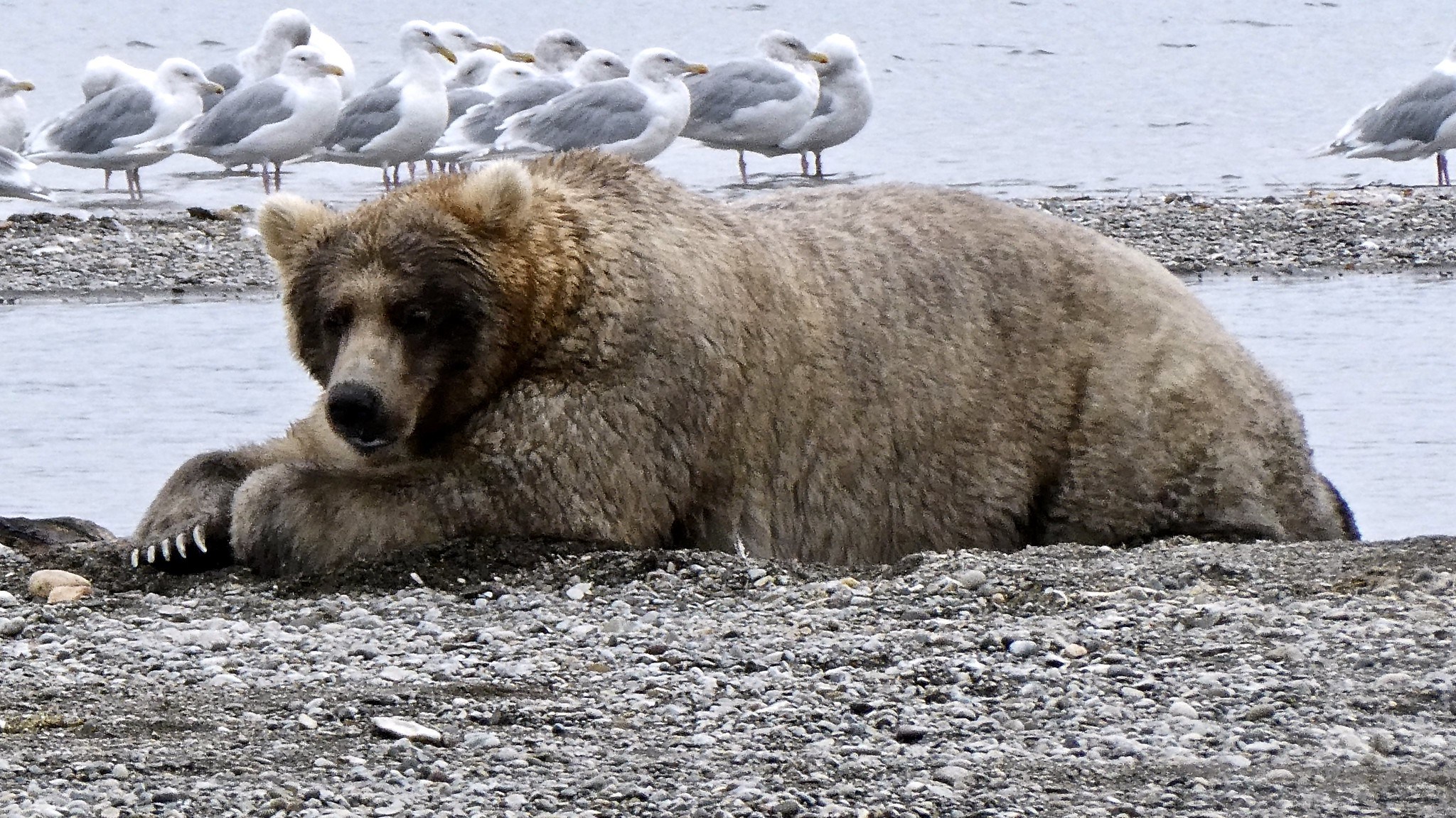 Медведь Отис Аляска
