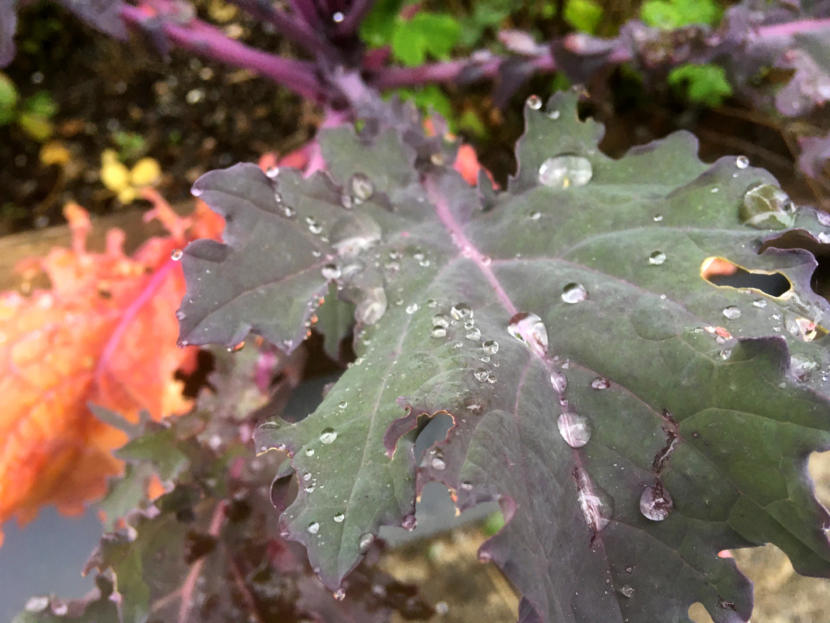 Kale is still growing in KTOO's Agricultural Test Station and Garden of Science! in Ocotber 2019.