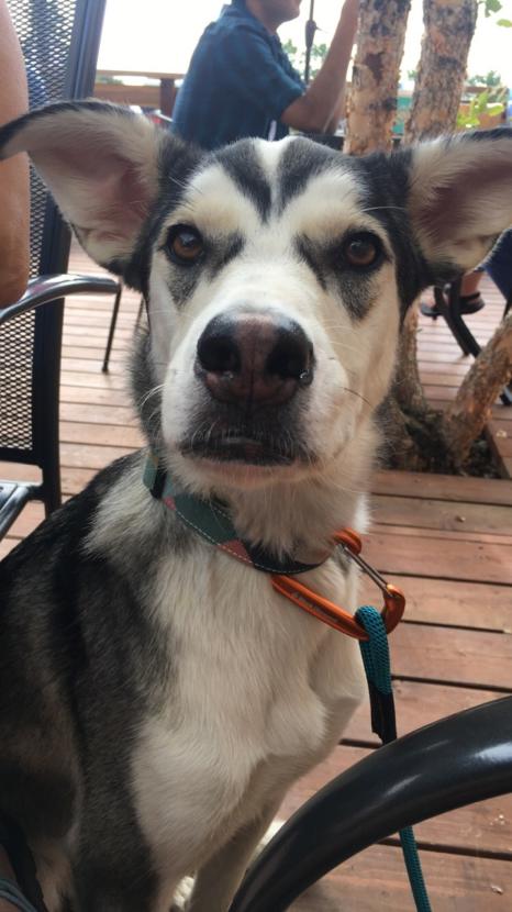 Ruby is a 50-pound husky mix. She was attacked by river otters in Anchorage’s Taku Lake the evening of Oct. 9, 2019.