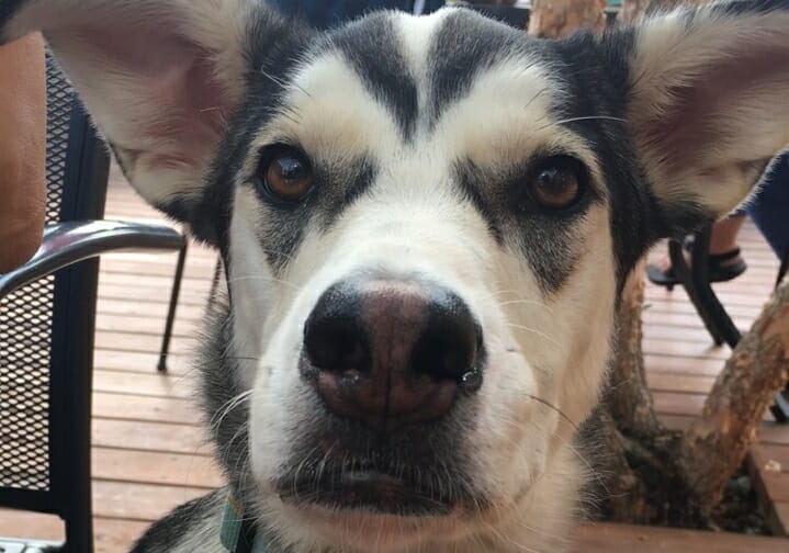 A new menace for Anchorage dogs: river otters